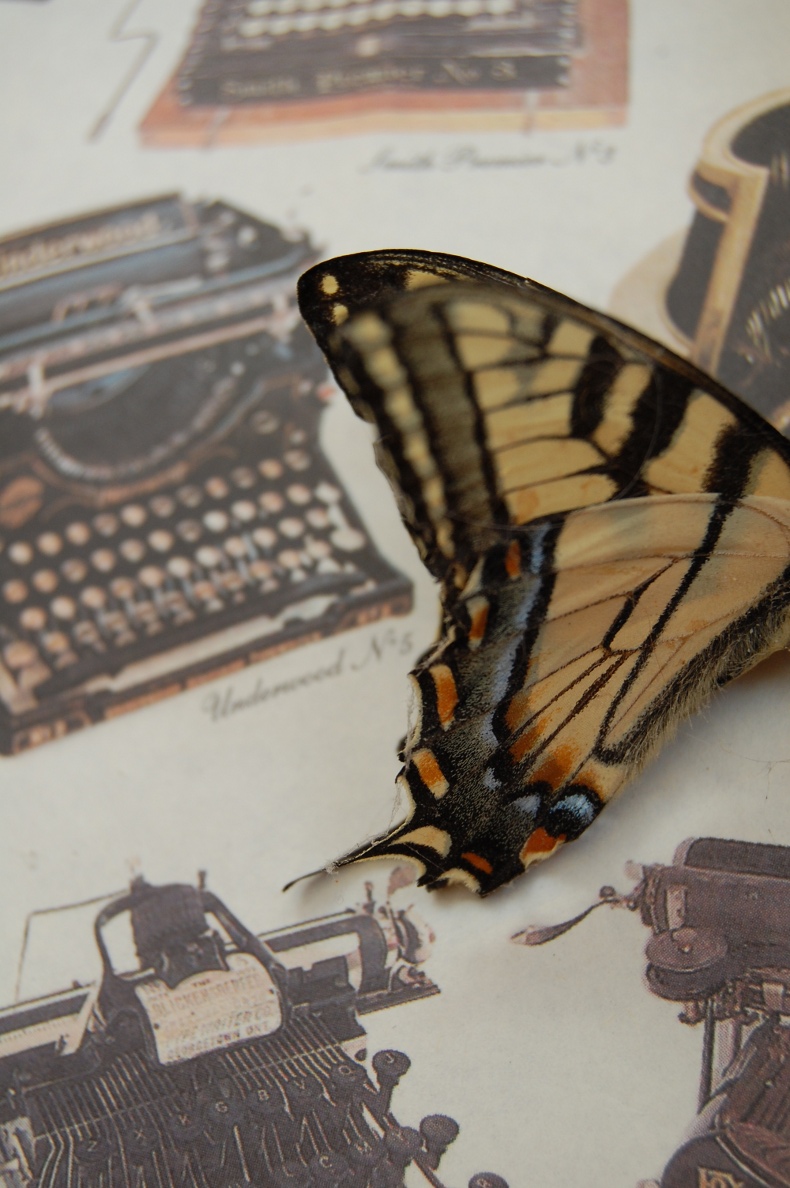 Against Type by Elizabeth Reynolds